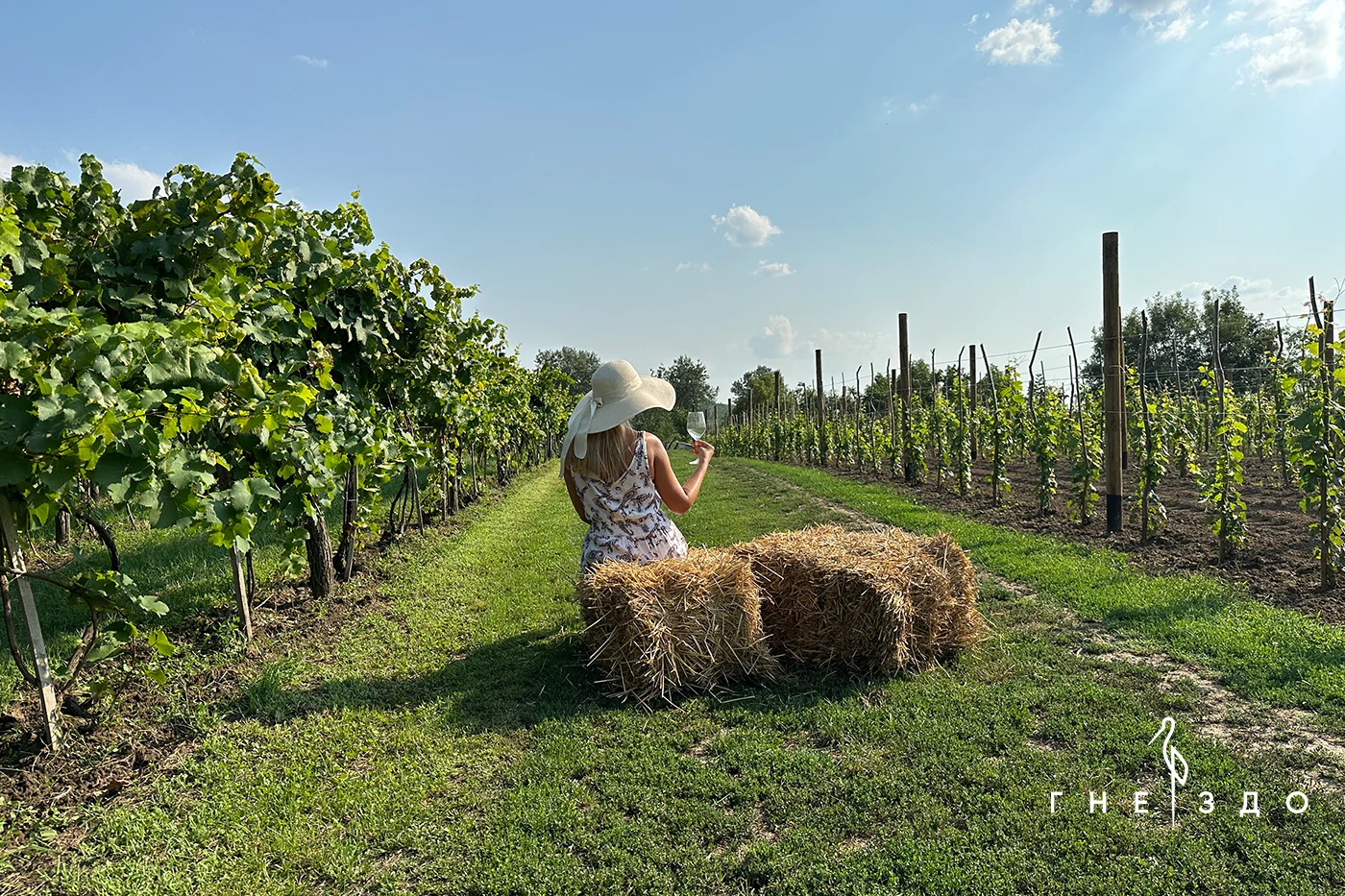 vinarija gnezdo